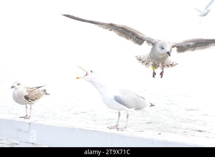 Elevata esposizione di giovani gabbiani europei marcati Larus argentatus nel primo piumaggio invernale sul molo di Sopot, Mar Baltico, Polonia, Europa Foto Stock