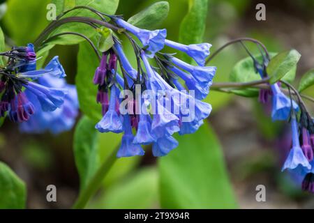 Primo piano, Blu, Fiore, Mertensia virginica, Primavera, Plant, Tree Lungwort, Virginia Cowslip Garden april Foto Stock
