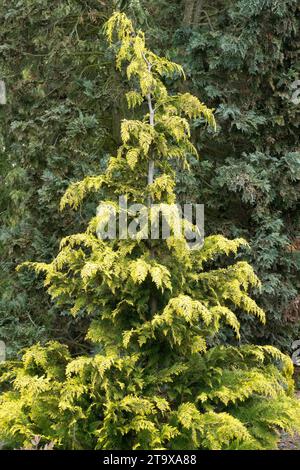 Chamaecyparis lawsoniana "Ivonne" Lawson False Cypress, Port Orford Cypress, Oregon Cypress, Port Orford Cedar in giardino Foto Stock