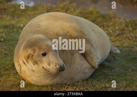 Mucca grigia incinta in attesa di partorire nelle dune di sabbia Foto Stock