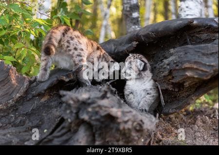 Cougar Kitten (Puma Concolor) guarda i fratelli che strisciano in Log Autumn - animali in cattività Foto Stock