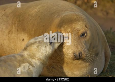 Il cucciolo con guarnizione grigia nutre il viso della madre Foto Stock