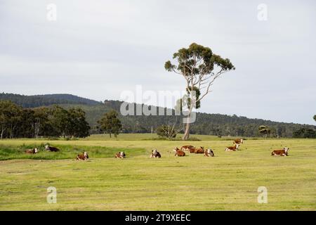 Mucche e bestiame che pascolano in Australia Foto Stock