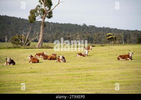 Mucche e bestiame che pascolano in Australia Foto Stock