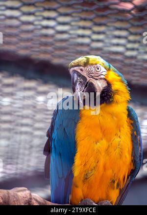 Immergetevi nello splendore tropicale del pappagallo blu e giallo di Macao (Ara arauna). Con il suo suggestivo piumaggio blu e giallo, questo carisma Foto Stock