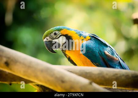 Immergetevi nello splendore tropicale del pappagallo blu e giallo di Macao (Ara arauna). Con il suo suggestivo piumaggio blu e giallo, questo carisma Foto Stock