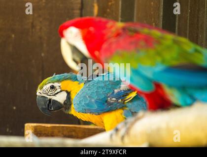 Immergetevi nello splendore tropicale del pappagallo blu e giallo di Macao (Ara arauna). Con il suo suggestivo piumaggio blu e giallo, questo carisma Foto Stock
