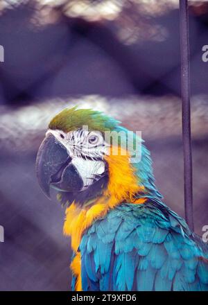 Immergetevi nello splendore tropicale del pappagallo blu e giallo di Macao (Ara arauna). Con il suo suggestivo piumaggio blu e giallo, questo carisma Foto Stock