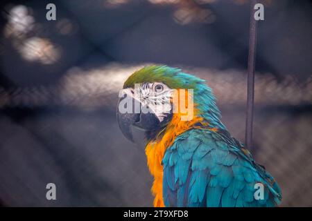 Immergetevi nello splendore tropicale del pappagallo blu e giallo di Macao (Ara arauna). Con il suo suggestivo piumaggio blu e giallo, questo carisma Foto Stock