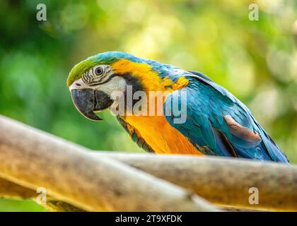 Immergetevi nello splendore tropicale del pappagallo blu e giallo di Macao (Ara arauna). Con il suo suggestivo piumaggio blu e giallo, questo carisma Foto Stock