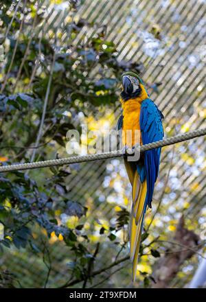 Immergetevi nello splendore tropicale del pappagallo blu e giallo di Macao (Ara arauna). Con il suo suggestivo piumaggio blu e giallo, questo carisma Foto Stock