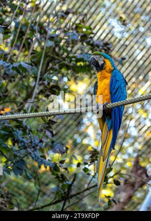 Immergetevi nello splendore tropicale del pappagallo blu e giallo di Macao (Ara arauna). Con il suo suggestivo piumaggio blu e giallo, questo carisma Foto Stock