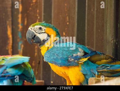 Immergetevi nello splendore tropicale del pappagallo blu e giallo di Macao (Ara arauna). Con il suo suggestivo piumaggio blu e giallo, questo carisma Foto Stock