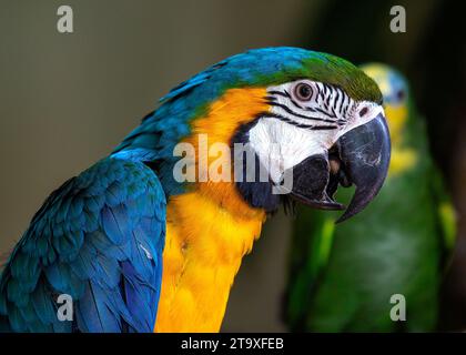 Immergetevi nello splendore tropicale del pappagallo blu e giallo di Macao (Ara arauna). Con il suo suggestivo piumaggio blu e giallo, questo carisma Foto Stock