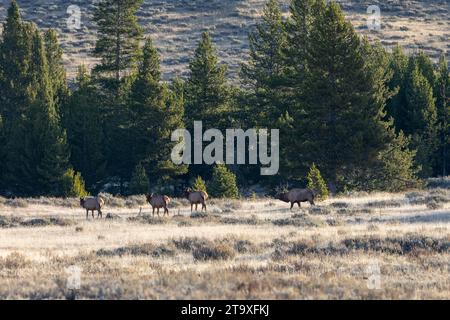 Un alce maschio con membri del suo harem durante la stagione di taglio nel parco nazionale di Yellowstone Foto Stock