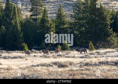 Un alce maschio con membri del suo harem durante la stagione di taglio nel parco nazionale di Yellowstone Foto Stock