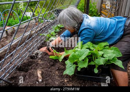 Piantare piantine di cetrioli contro una griglia inclinata per salire sulla griglia Foto Stock