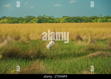 Wood Stork si trova nelle paludi della Shark Valley nel Parco Nazionale delle Everglades Foto Stock