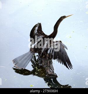 solarium con cormorani Foto Stock