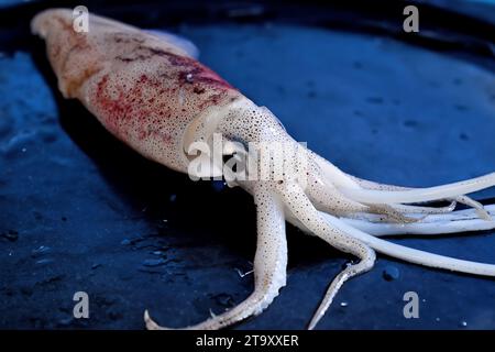 un calamaro pronto da cuocere su una griglia fritta Foto Stock