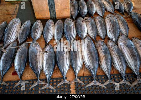 Tonno appena pescato in vendita al mercato ittico di Negombo sulla costa occidentale dello Sri Lanka. Foto Stock