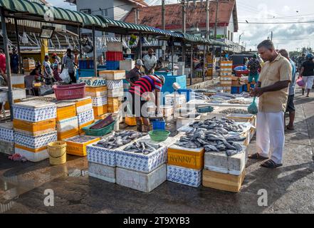 Una varietà di pesce in vendita al mercato del pesce di Negombo la mattina presto sulla costa occidentale dello Sri Lanka. Foto Stock