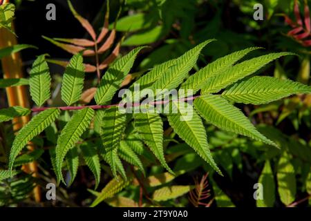 Sorbaria sorbifolia, la falsa spiraea o la falsa barba di capra, schizonotus sorbito, falso spirea Urale in giardino. Foto Stock