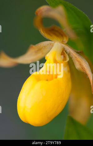 Lady pantofola, Jasper National Park, Alberta, Canada Foto Stock