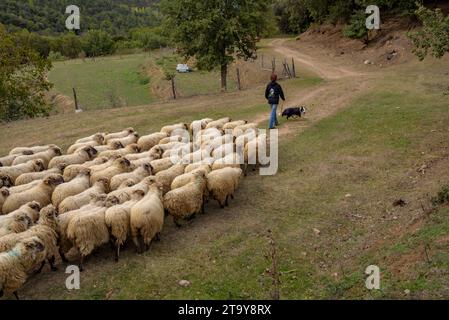 Il gregge di pecore dell'Esquellot del Montseny allevato da Núria e Moi vicino a Mas la sala, a Viladrau, Montseny (Osona, Catalogna, Spagna) Foto Stock