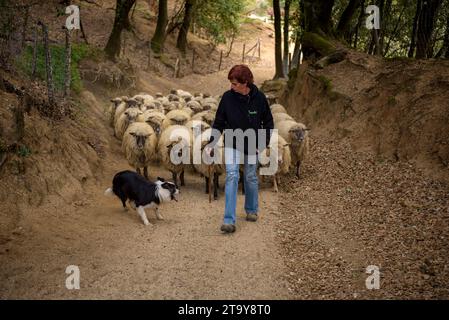 Il gregge di pecore dell'Esquellot del Montseny allevato da Núria e Moi vicino a Mas la sala, a Viladrau, Montseny (Osona, Catalogna, Spagna) Foto Stock