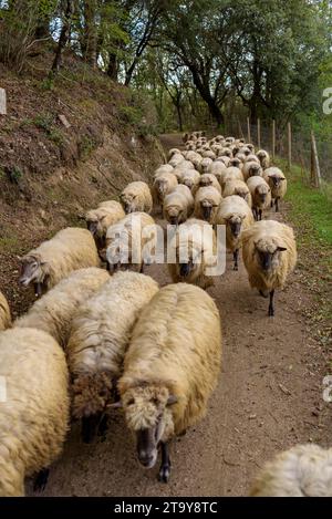 Il gregge di pecore dell'Esquellot del Montseny allevato da Núria e Moi vicino a Mas la sala, a Viladrau, Montseny (Osona, Catalogna, Spagna) Foto Stock