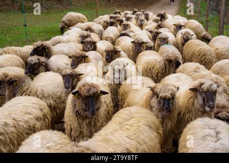 Il gregge di pecore dell'Esquellot del Montseny allevato da Núria e Moi vicino a Mas la sala, a Viladrau, Montseny (Osona, Catalogna, Spagna) Foto Stock