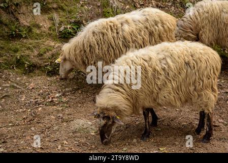 Il gregge di pecore dell'Esquellot del Montseny allevato da Núria e Moi vicino a Mas la sala, a Viladrau, Montseny (Osona, Catalogna, Spagna) Foto Stock