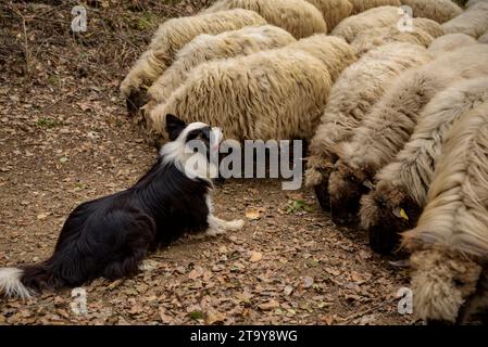 Il gregge di pecore dell'Esquellot del Montseny allevato da Núria e Moi vicino a Mas la sala, a Viladrau, Montseny (Osona, Catalogna, Spagna) Foto Stock