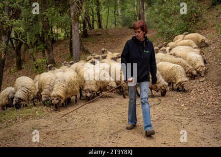 Il gregge di pecore dell'Esquellot del Montseny allevato da Núria e Moi vicino a Mas la sala, a Viladrau, Montseny (Osona, Catalogna, Spagna) Foto Stock