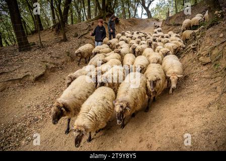 Il gregge di pecore dell'Esquellot del Montseny allevato da Núria e Moi vicino a Mas la sala, a Viladrau, Montseny (Osona, Catalogna, Spagna) Foto Stock