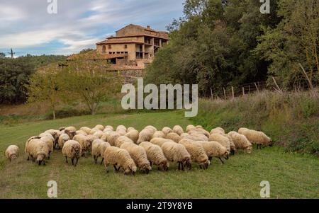 Il gregge di pecore dell'Esquellot del Montseny allevato da Núria e Moi vicino a Mas la sala, a Viladrau, Montseny (Osona, Catalogna, Spagna) Foto Stock