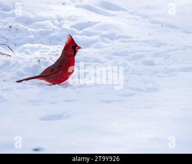 Cardinale in piedi nella neve bianca Foto Stock