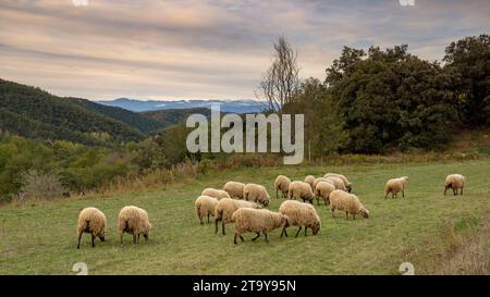 Il gregge di pecore dell'Esquellot del Montseny allevato da Núria e Moi vicino a Mas la sala, a Viladrau, Montseny (Osona, Catalogna, Spagna) Foto Stock