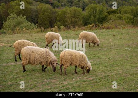 Il gregge di pecore dell'Esquellot del Montseny allevato da Núria e Moi vicino a Mas la sala, a Viladrau, Montseny (Osona, Catalogna, Spagna) Foto Stock