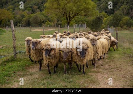 Il gregge di pecore dell'Esquellot del Montseny allevato da Núria e Moi vicino a Mas la sala, a Viladrau, Montseny (Osona, Catalogna, Spagna) Foto Stock