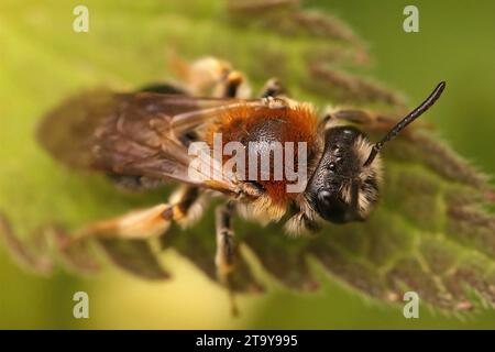 Primo piano naturale su una femmina ape mineraria dalla coda d'arancia, Andrena haemorrhoa, seduta su una foglia Foto Stock