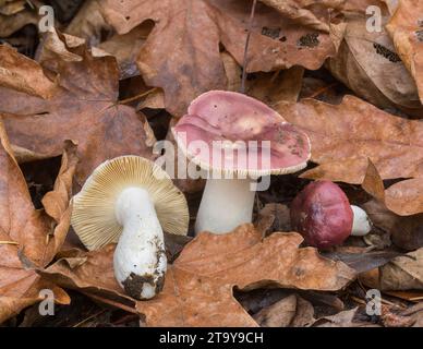 Funghi rossi Russula. Upper Stevens Creek County Park, Santa Clara County, California, Stati Uniti. Foto Stock