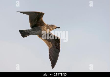 Gull Atlantico a gambe gialle (Larus michahellis atlantis) sulle Azzorre nell'oceano Atlantico. Foto Stock