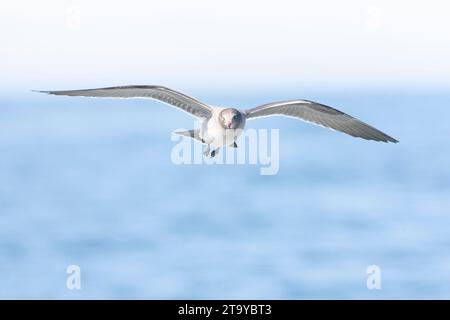 Heermann's Gull (Larus heermanni) lungo la costa della California, USA, durante l'autunno. Foto Stock