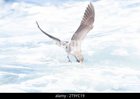 Heermann's Gull (Larus heermanni) lungo la costa della California, USA, durante l'autunno. Foto Stock