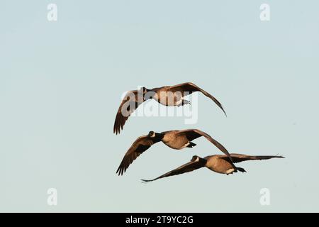 Greater Canada Goose, Branta canadensis, in volo in autunno in California, USA. Foto Stock