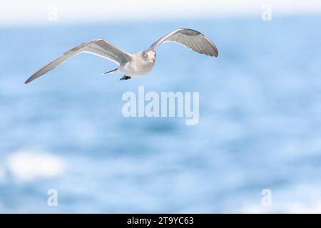 Heermann's Gull (Larus heermanni) lungo la costa della California, USA, durante l'autunno. Foto Stock