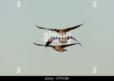 Greater Canada Goose, Branta canadensis, in volo in autunno in California, USA. Foto Stock