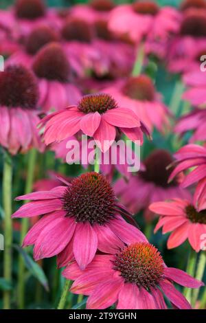 Sensazione di echinacea purpurea Rosa, sensazione di fiore viola Rosa, fiori rosa intenso a metà estate Foto Stock